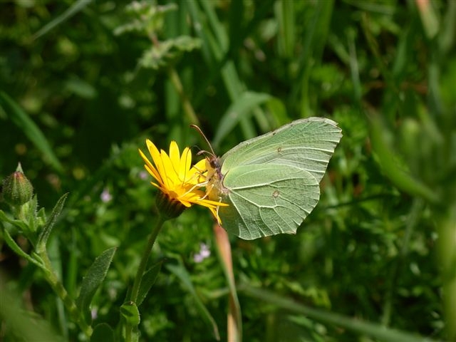 Gonepteryx cleopatra